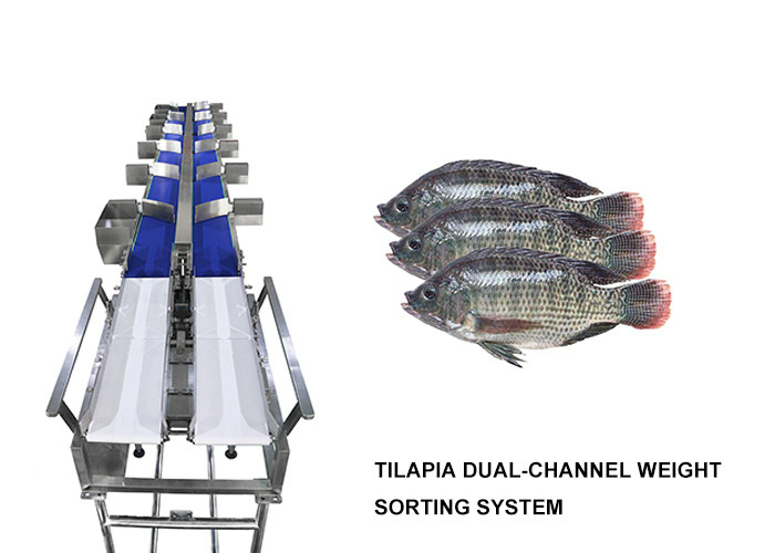 La prenda impermeable 12 califica la máquina del clasificador de Multihweight para los pescados de comida fresca/la salchicha/la yema de huevo