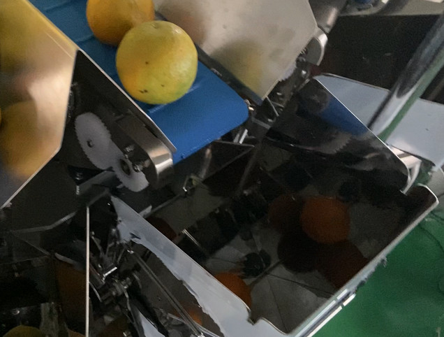 16 exquisitos escala principal de la combinación de la verdura y de la fruta, capacidad grande tolva de cinco litros, acero inoxidable, impermeable