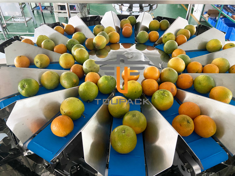 16 exquisitos escala principal de la combinación de la verdura y de la fruta, capacidad grande tolva de cinco litros, acero inoxidable, impermeable